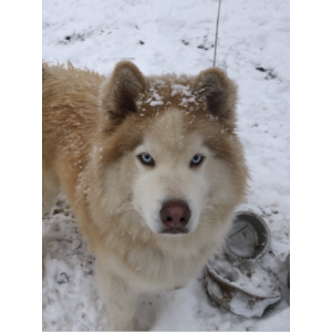 Lost Dog Biscuit