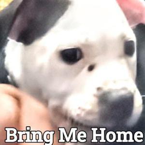 Lost Dog Titan