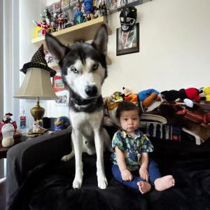 Lost Dog Woodz