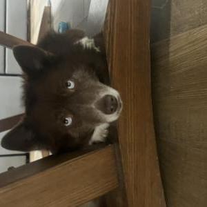 Image of Mocha, Lost Dog