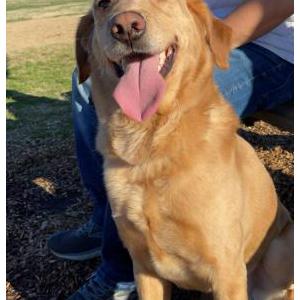 Image of Gunner, Lost Dog