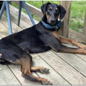 Lost Dog Kimber