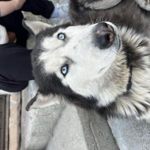Found Dog Unknown