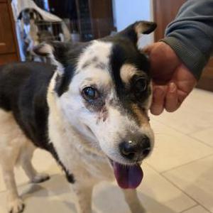 Found Dog Unknown