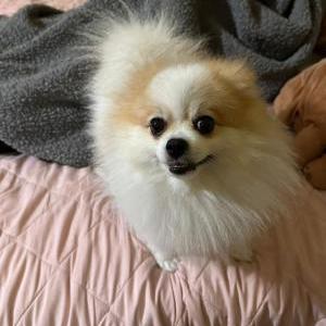 Lost Dog benito