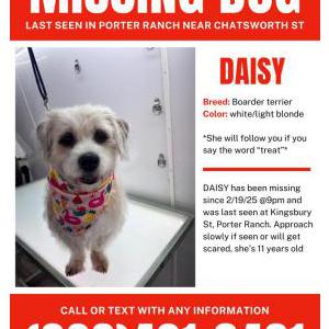 Lost Dog Daisy