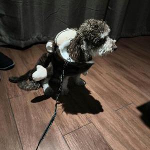 Image of Brownie, Lost Dog