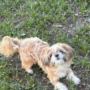 Lost Dog Luna