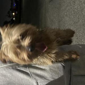 Found Dog Unknown