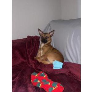 Image of Chiko, Lost Dog