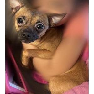2nd Image of Chiko, Lost Dog
