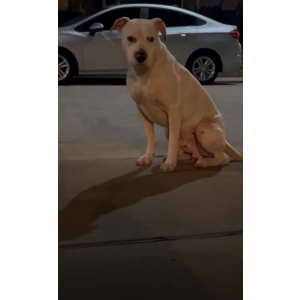 Lost Dog Turbo