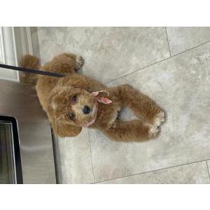 Image of Teddy, Lost Dog