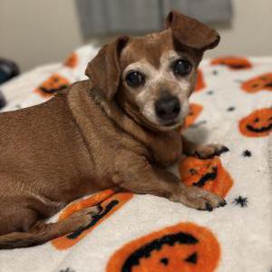 Lost Dog Lilly