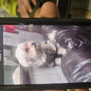 Image of Unknown, Found Dog