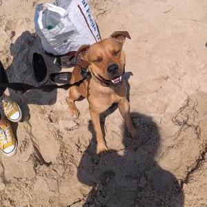 Image of Skrimmy, Lost Dog