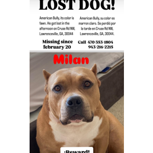 Image of Milán, Lost Dog
