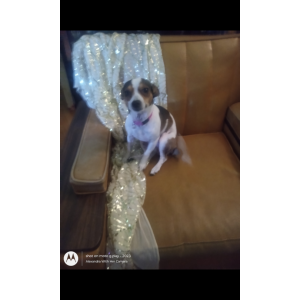 Lost Dog Cookie