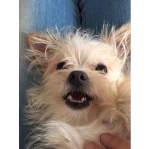 Lost Dog Scruffy Rebeck