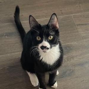 Image of Ollie, Lost Cat