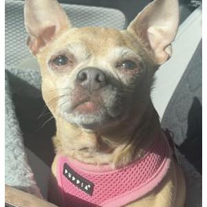 Image of Pickle, Lost Dog