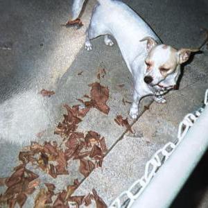 Lost Dog Chopper