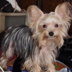 Image of Lee lee, Lost Dog