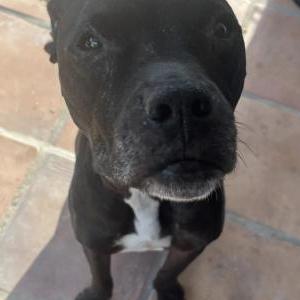 Lost Dog Duke