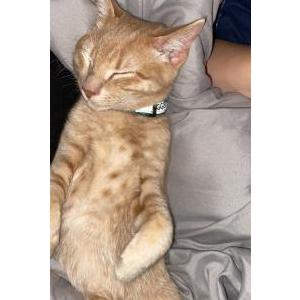 Image of Tigger, Lost Cat