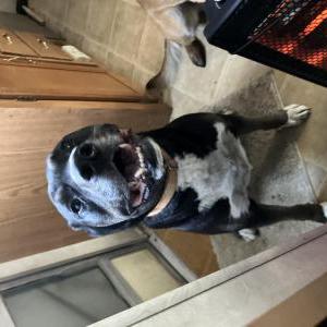 Found Dog Unknown