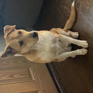 Lost Dog Star
