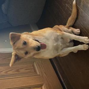 2nd Image of Star, Lost Dog