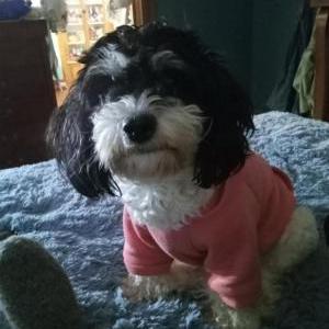 Image of Pelusa, Lost Dog