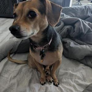 Lost Dog Lilly