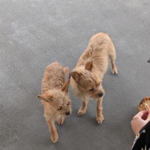 Image of Unknown, Found Dog