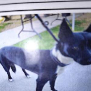 Lost Dog Kasey