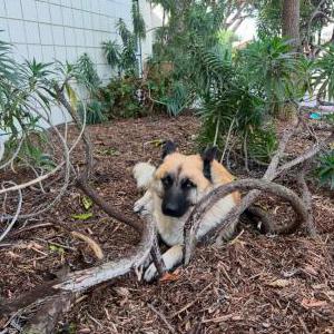 Found Dog Unknown