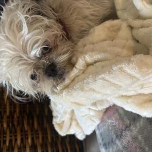 Found Dog Unknown