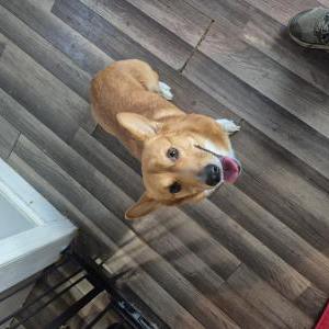 Lost Dog Unknown