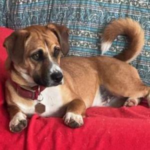 Lost Dog Chevy