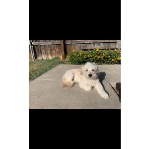 Lost Dog Cooper