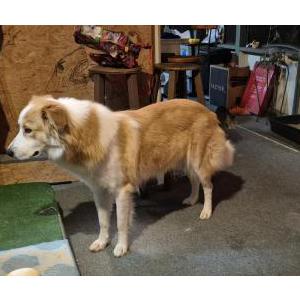 Image of BabyGirl, Lost Dog