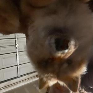 Found Dog Unknown