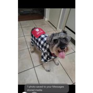 Lost Dog Ringo