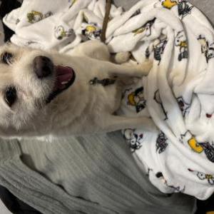 Image of Unknown, Found Dog
