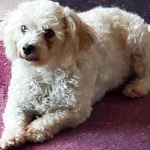 Image of Jimmy, Lost Dog