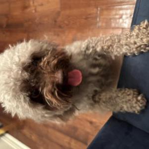 Found Dog Unknown