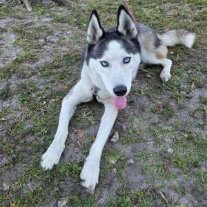 Found Dog Unknown