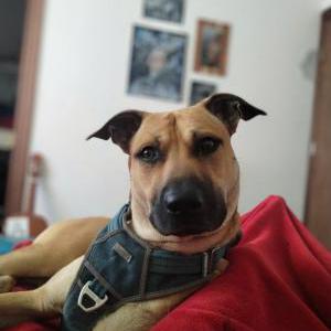 Image of Nibbler, Lost Dog