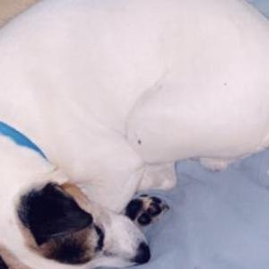 Lost Dog Cassius